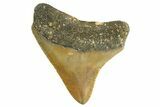 Juvenile Megalodon Tooth - North Carolina #344339-1